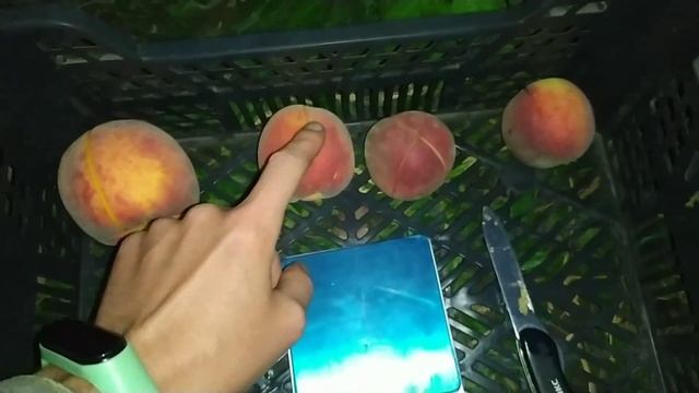 Персик Азорит, Роял саммер, Фиделия, Ред хейвен смотреть онлайн