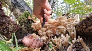 Волна ОПЯТ. Дождались! СБОР ОСЕННИХ ОПЯТ. Опята гвоздики кругом! Владимирская область. 15.09.23