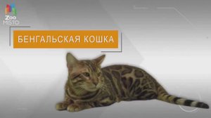 Бенгальская Кошка Все о породе