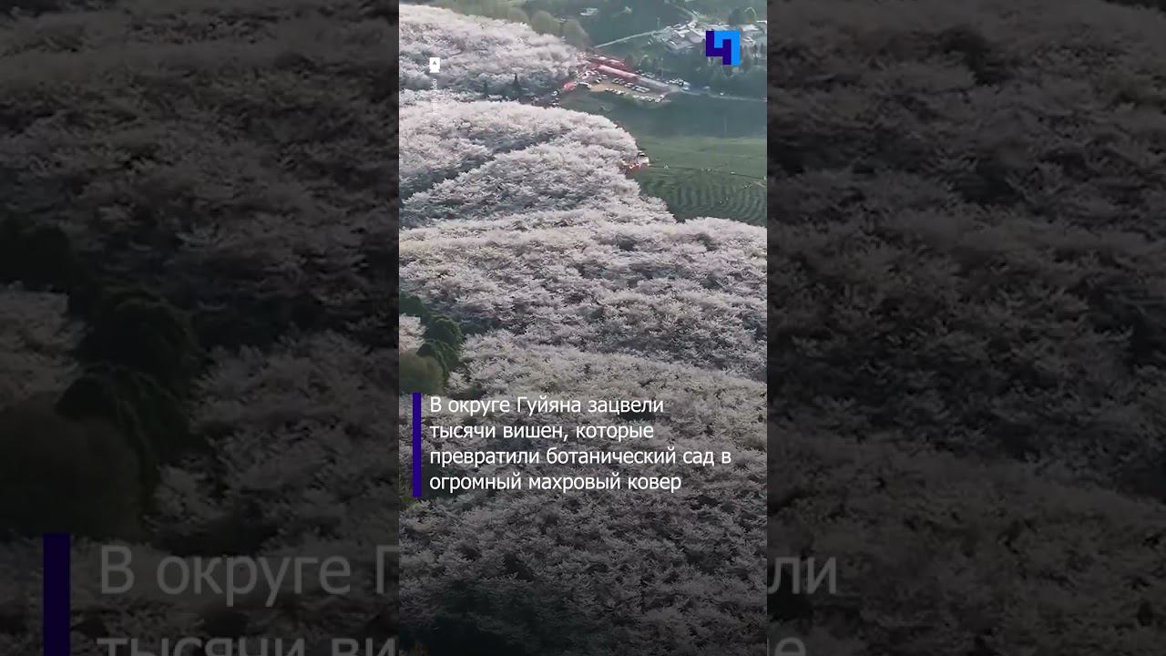 Тысячи деревьев зацвели в вишневом саду китайского Гуйяна