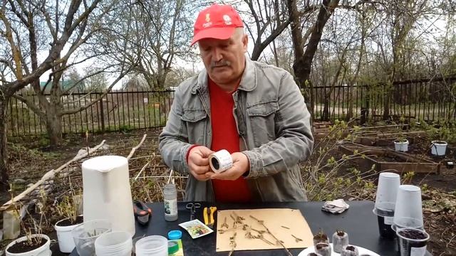 Вейгела.  Три отличных способа размножить ранней весной.