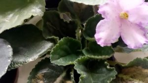 ЧЕГО ФИАЛКА БОИТСЯ ! НЕ ДЕЛАЙТЕ ЭТО! ПОСЛЕДСТВИЯ !!!