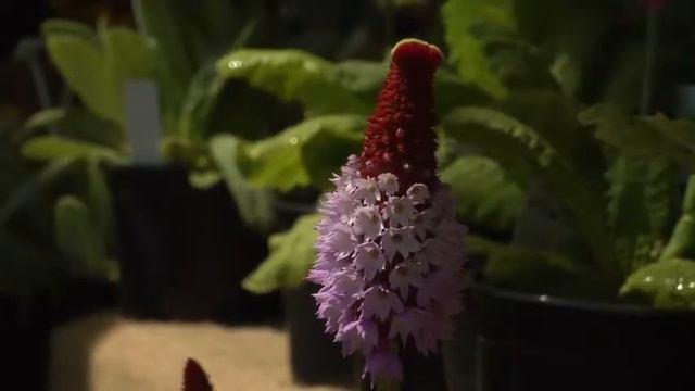 Les PRIMEVÈRES, une très VASTE FAMILLE - Conseils de CULTURE et d'ENTRETIEN смотреть онлайн