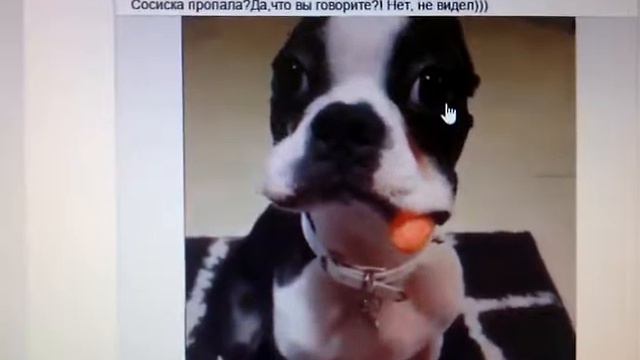 Куда делась сасиська ? смотреть онлайн