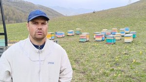 Сбор первого горного мёд с акацией весна 2023. Пасека Дорохиных в горах Алтая.