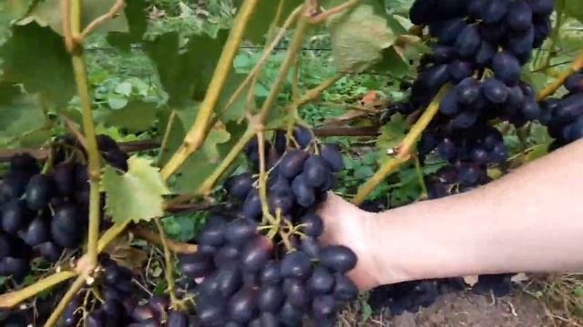 Виноград КОДРЯНКА в ПОДМОСКОВЬЕ. Саженцы и Черенки Винограда. Сентябрь 2020