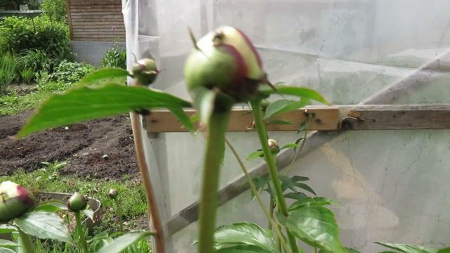 Мухи на пионе смотреть онлайн