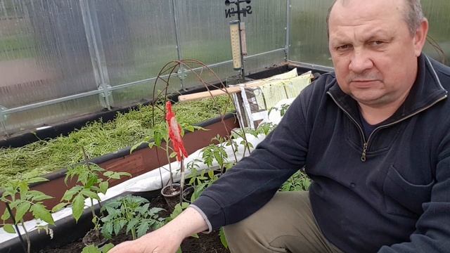 ТЁПЛЫЕ ГРЯДКИ Дача в Германии помидоры, огурцы, арбузы, дыни 15 04 смотреть онлайн