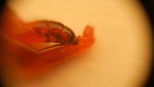 Хирономида кусающая себя за хвост