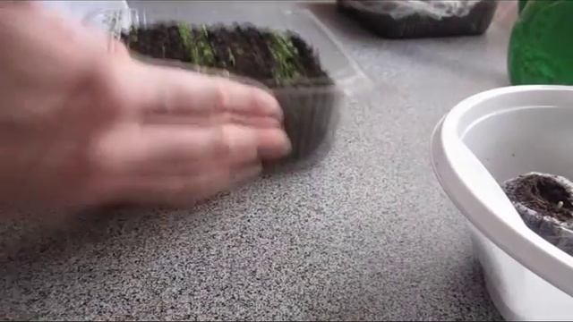 Как просто посеять лобелию