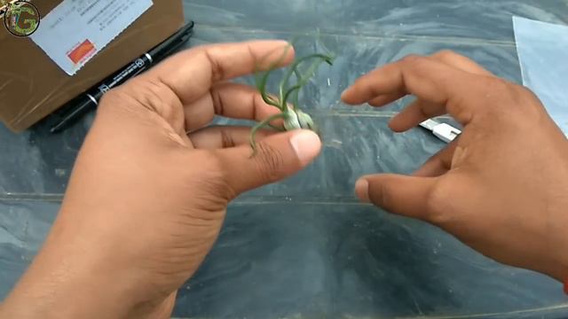 My first air plant Tillandsia bulbosa ( Unboxing ) смотреть онлайн