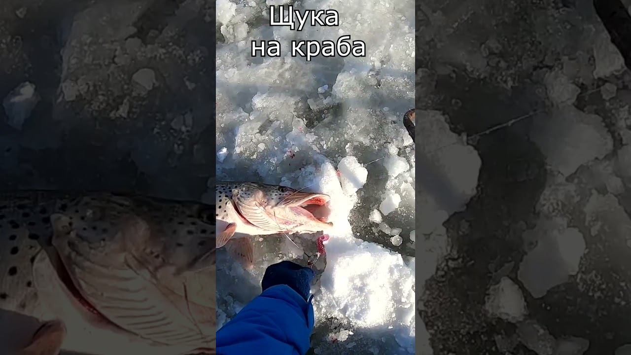 Щука на краба река Амур #рыбалка #яспиннингист #первыйлед смотреть онлайн