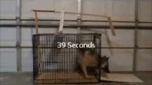 Thorndike Puzzle Box - Psychology Experiment