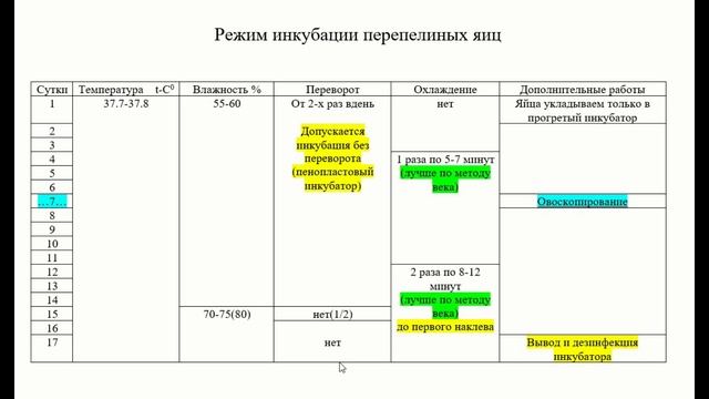 Мой лучший режим инкубации перепелиных яиц