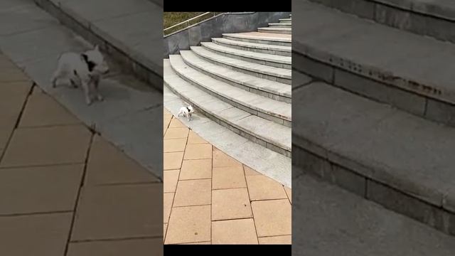 Мини пиги микро пиг минипиги mini pigi на прогулке! смотреть онлайн