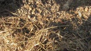 Персик из косточки, зимовка в ОГ прошла успешно