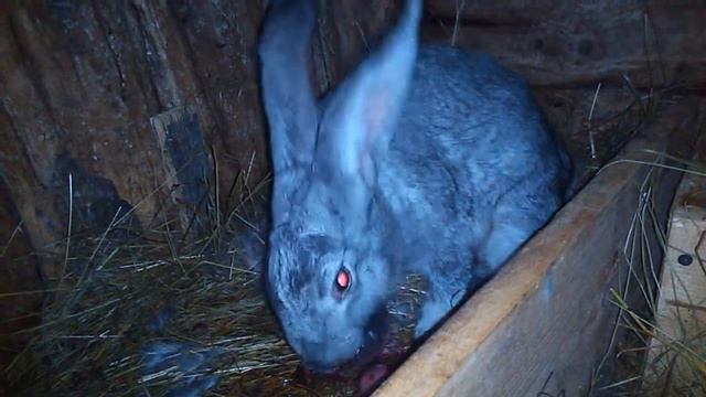 роды у крольчихи смотреть онлайн