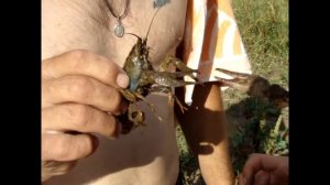 Ловля раков на Титкиной Ростовской обл.