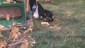 ПРИКОЛ. КОТЫ в Турции. Kedi ve Türk erkeği. как живется бездомным? КОТ и ТУРОК. боится кота!