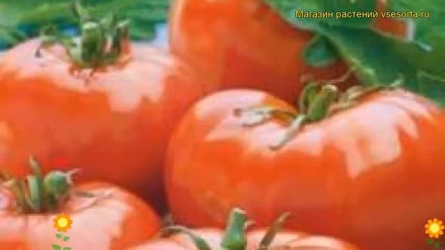 Томат Мона Лиза F1. Краткий обзор, описание характеристик, где купить семена solánum lycopérsicum смотреть онлайн