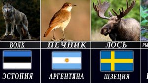 Национальные Животные - Символы Стран