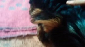 Купили собаку/что нужно для собаки на первое время ? / Какой корм лучше покупать?