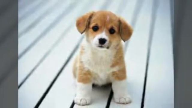 милые котята и щенки смотреть онлайн