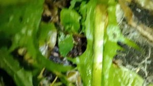 Ловля червей без копания