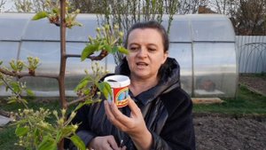 Сделайте это обязательно на молодом дереве весной!