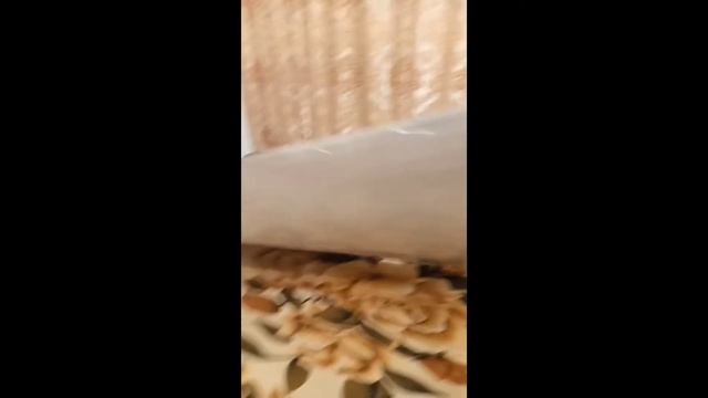 как сделать мини теплицу для дома!!!?✅