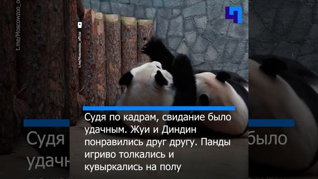 В Московском зоопарке познакомили панд Жуи и Диндин для продолжения рода смотреть онлайн