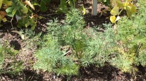 Кустовой укроп / Многоразовая срезка урожая с куста