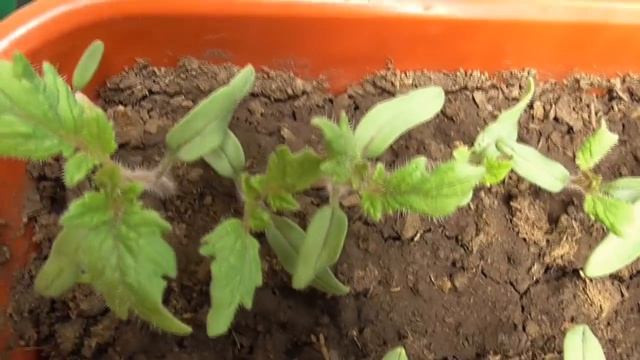 Разница в рассаде очевидна! Разные сорта томатов. Ольга Чернова. смотреть онлайн