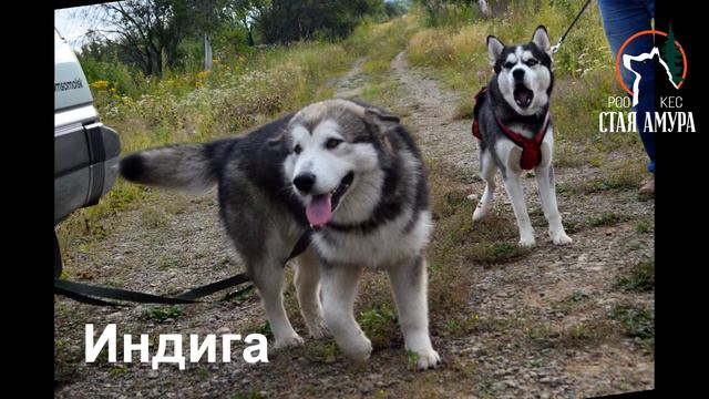 Новый Мир собаки смотреть онлайн