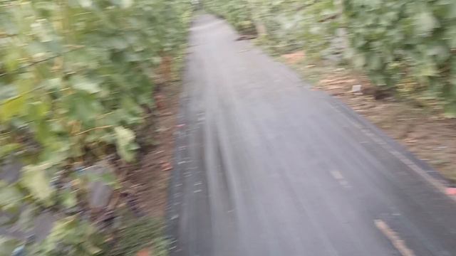 Виноградник Король В. Н. на 20.07.24г.продолжение (часть 6). г.Краснодар Slava.King2007@mail.ru смотреть онлайн