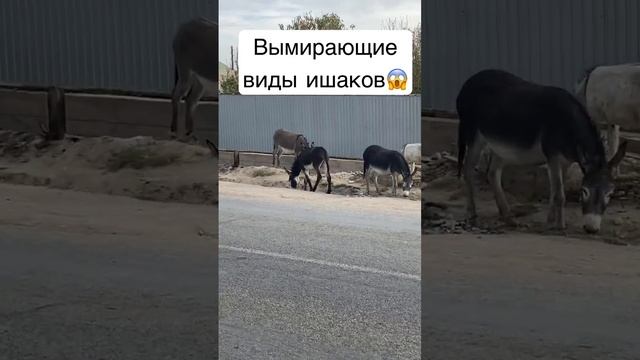 Вымирающие виды ишаков?