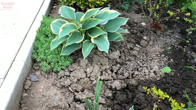 ✿ Хосты Весной смотреть онлайн