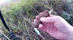 Осенний сбор цикория