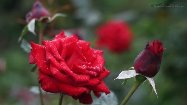 природа 32