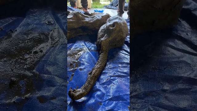 BABY MAMMOTH MUMMY in North America 🤯🦣