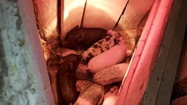 растём потихоньку)))карликовые куры // гуси // смотреть онлайн