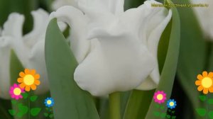 Тюльпан триумф Уайт Либерстар. Краткий обзор, описание характеристик White Liberstar