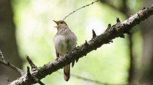 Какие птицы поют в саду? #голосаптиц 27