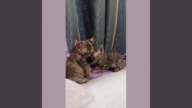 Мои девончики))