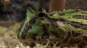 Украшенная рогатка. Содержание.