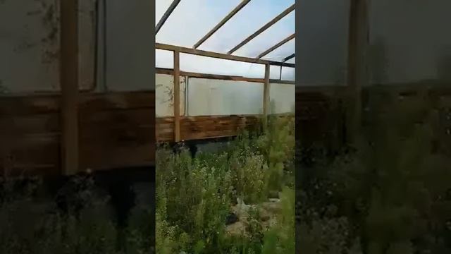 ТЕПЛИЦА СВОИМИ РУКАМИ ИЗ БРУСА. 60x10x4 м смотреть онлайн
