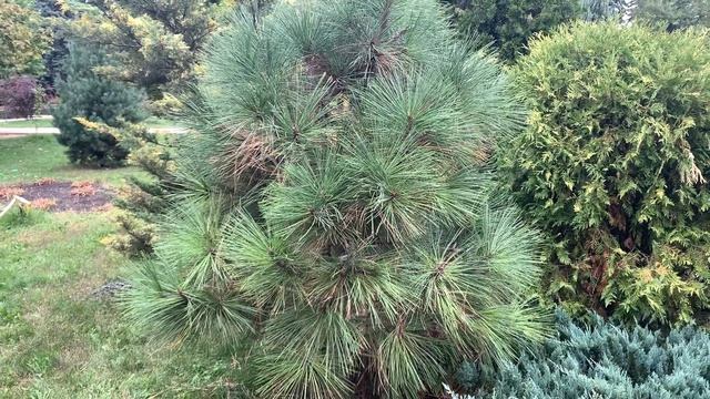 Сосна Декоративная ? смотреть онлайн