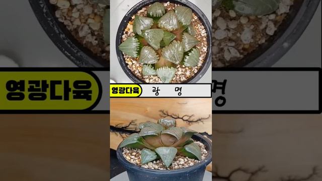 하월시아 광명 #Haworthia #comptoniana