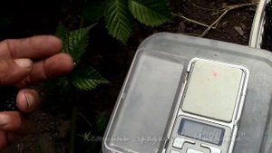 На дворе Август.  Созревание ежевики "Тройная корона"