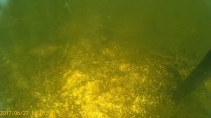 Питание Карпа в пруду.